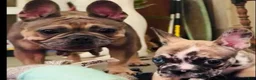 French Bulldog dogs for sale: French Bulldog 5 - Ad 5