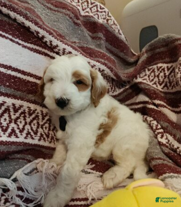 Mini Goldendoodle dogs Lucas - Ad 1