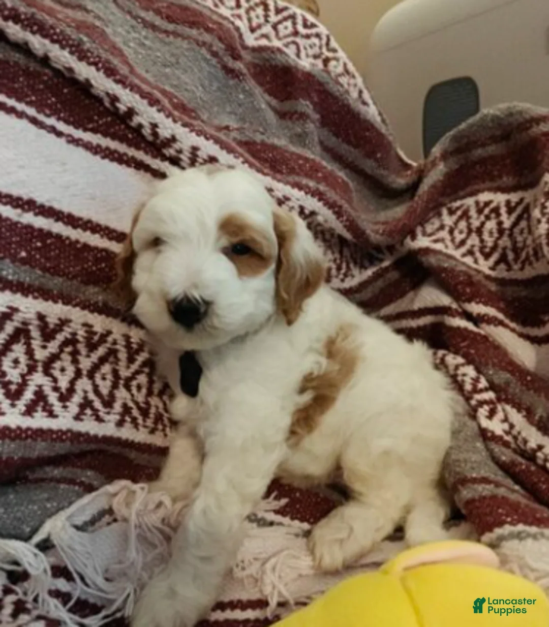 Mini Goldendoodle dogs for sale: Lucas - Ad 1