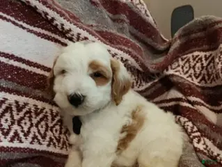 Mini Goldendoodle dogs for sale: Lucas - Ad 4