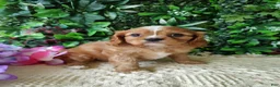 Cavalier King Charles Spaniel dogs for sale: Trixie  - Ad 8