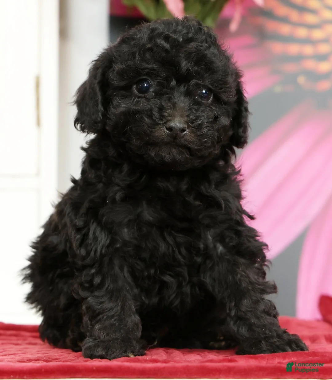 Miniature Poodle dogs for sale: Nicky - Ad 2