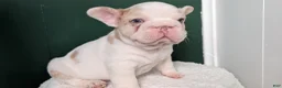 French Bulldog dogs for sale: Koda - Ad 8