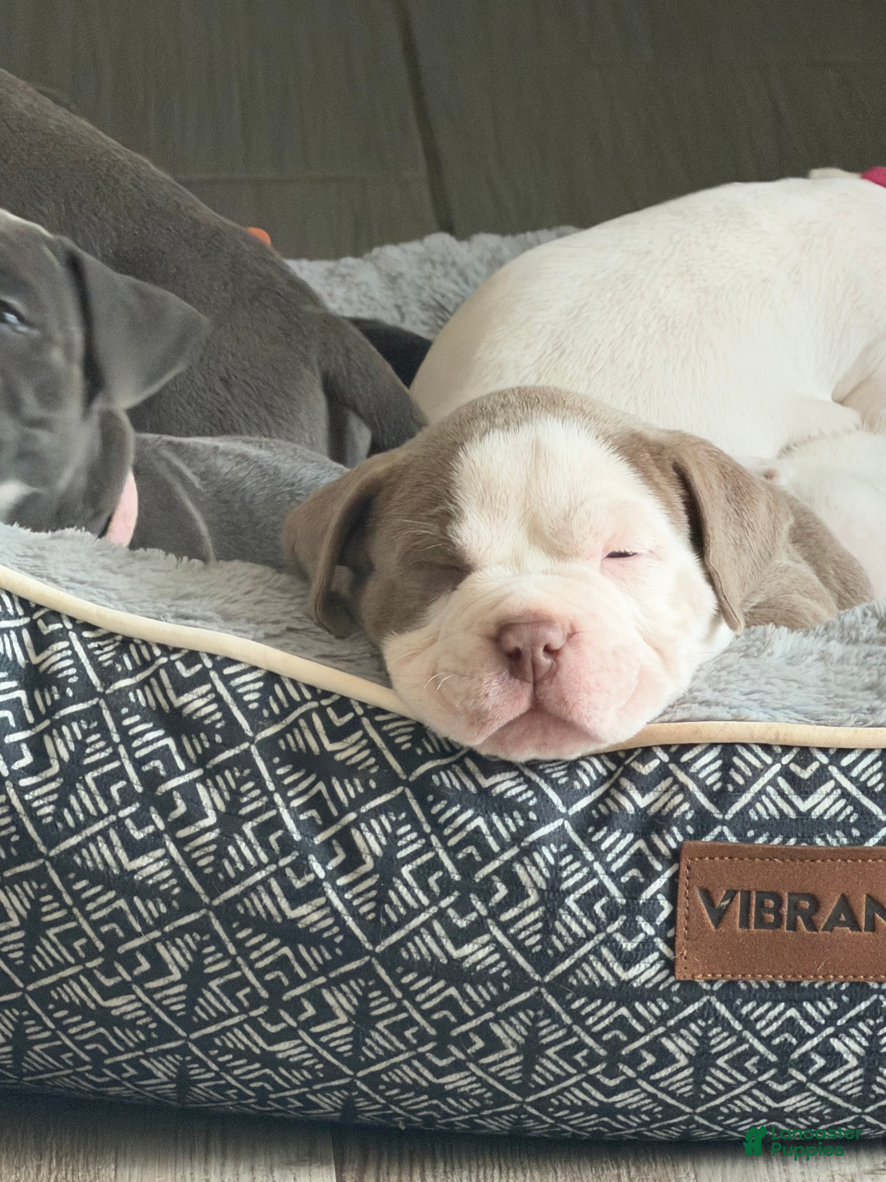 American Bully dogs American Bully 1 - Ad 5