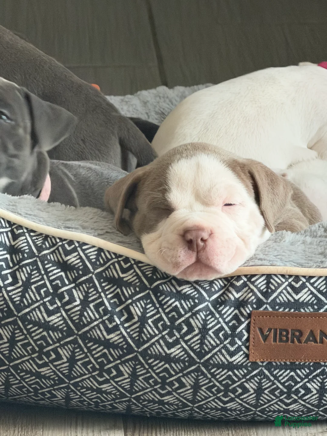 American Bully dogs for sale: American Bully 1 - Ad 1