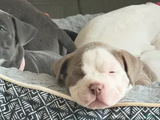 American Bully dogs American Bully 1 - Ad 5