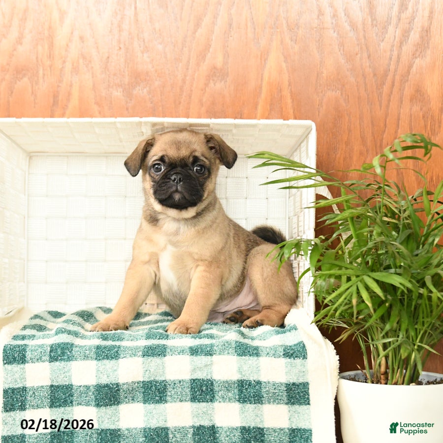Pug dogs Doug  - Ad 2