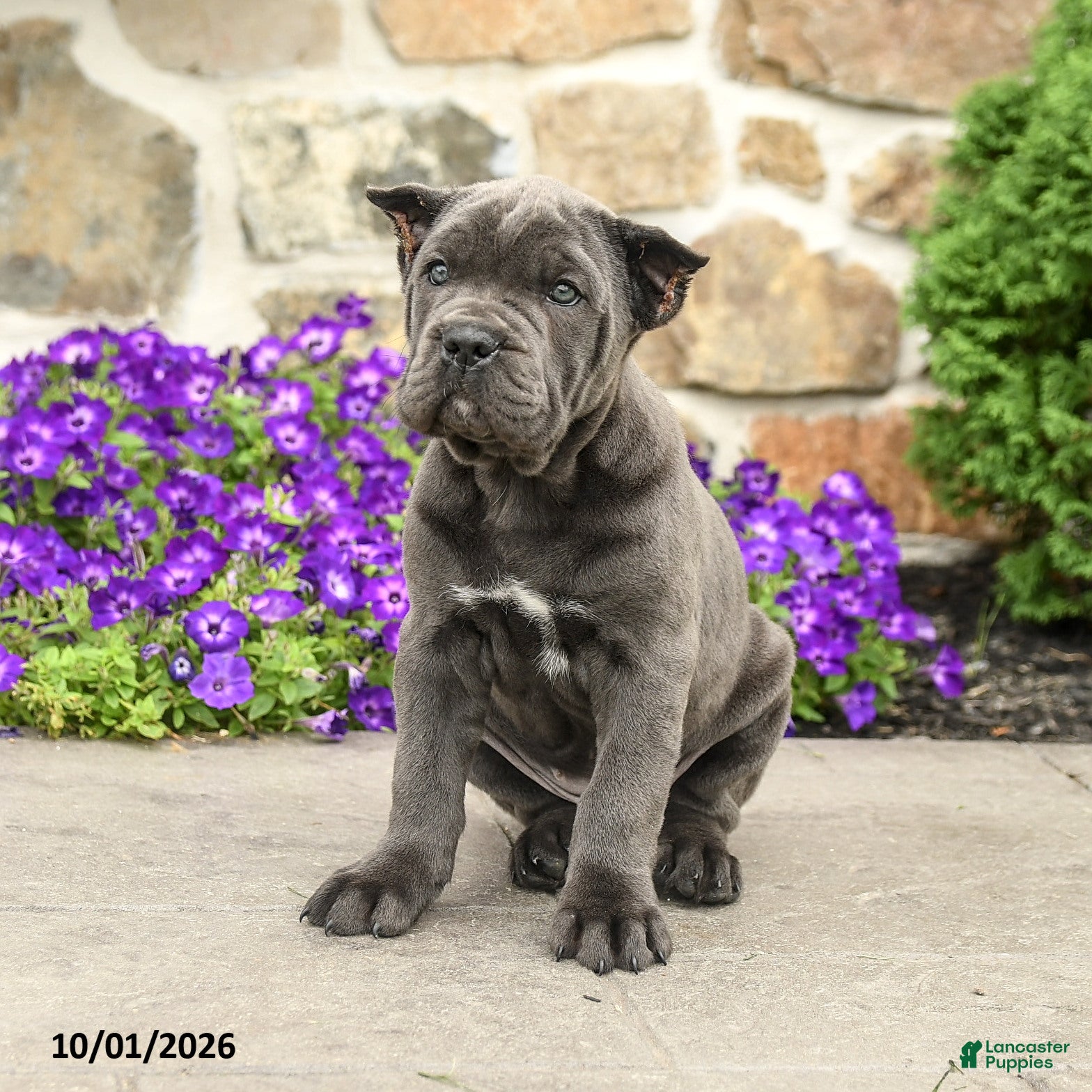 Cane Corso dogs Rose  - Ad 1