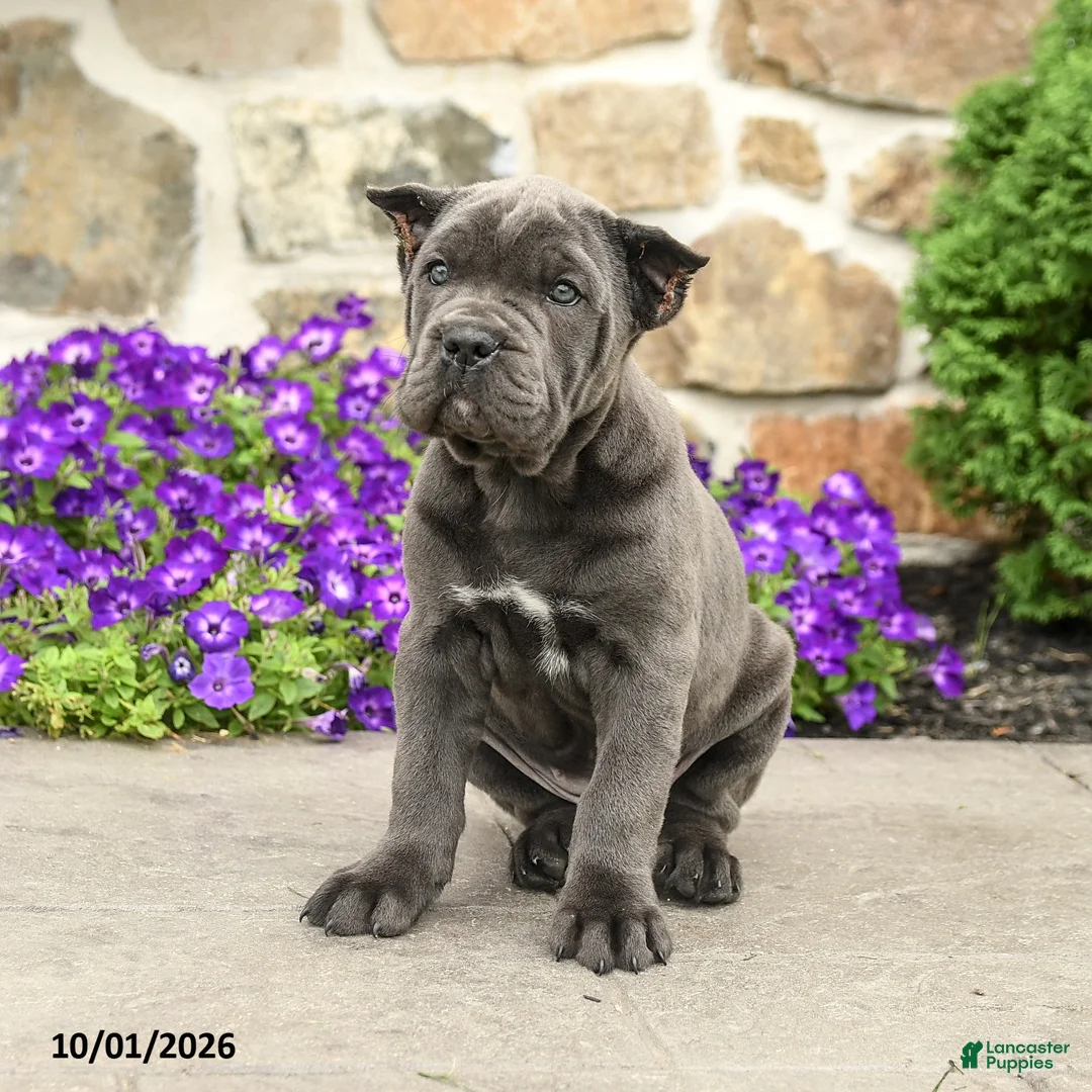 Cane Corso dogs for sale: Rose  - Ad 1