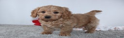Mini Goldendoodle dogs for sale: Ian - Ad 3