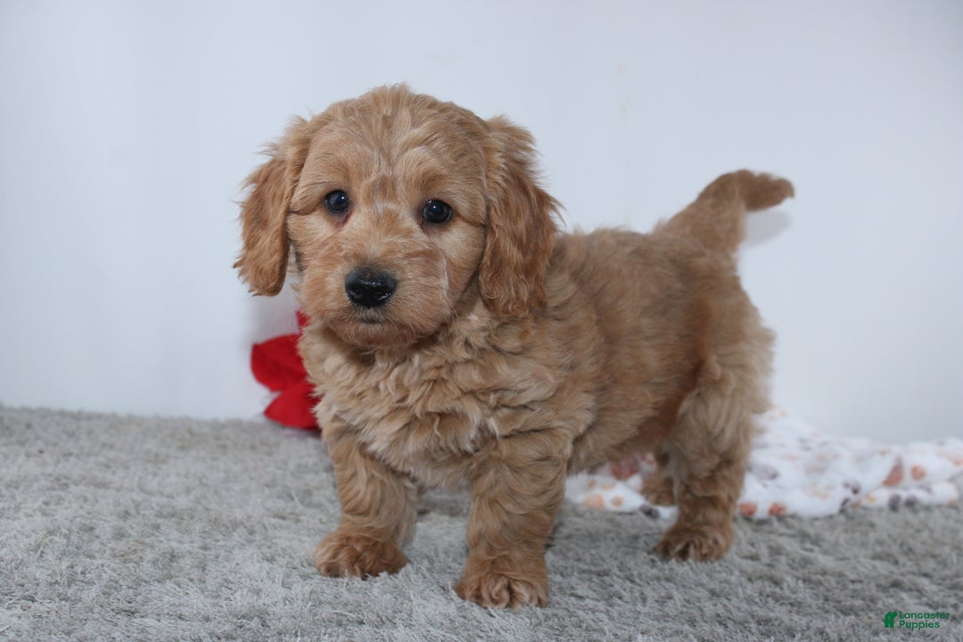 Mini Goldendoodle dogs for sale: Ian - Ad 3