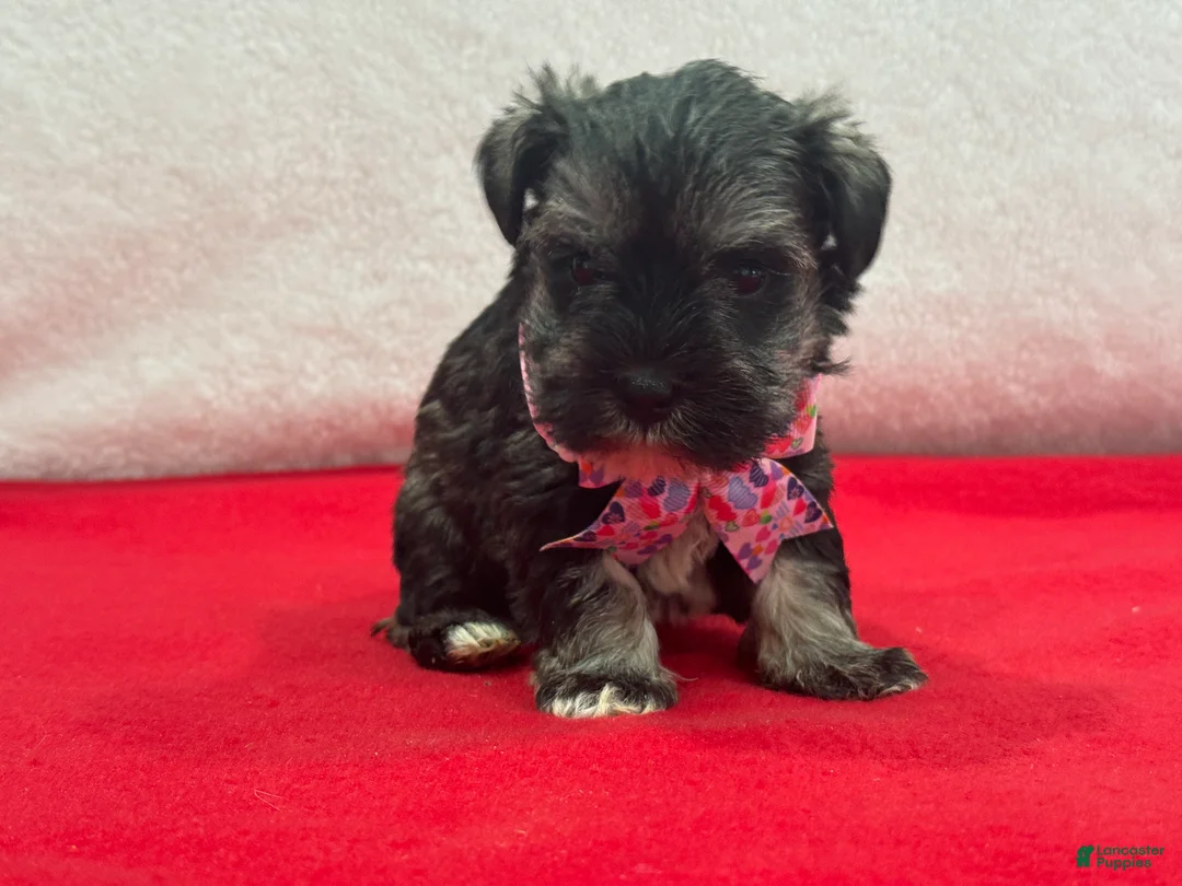 Miniature Schnauzer dogs for sale: Lyla Female 1 - Ad 2