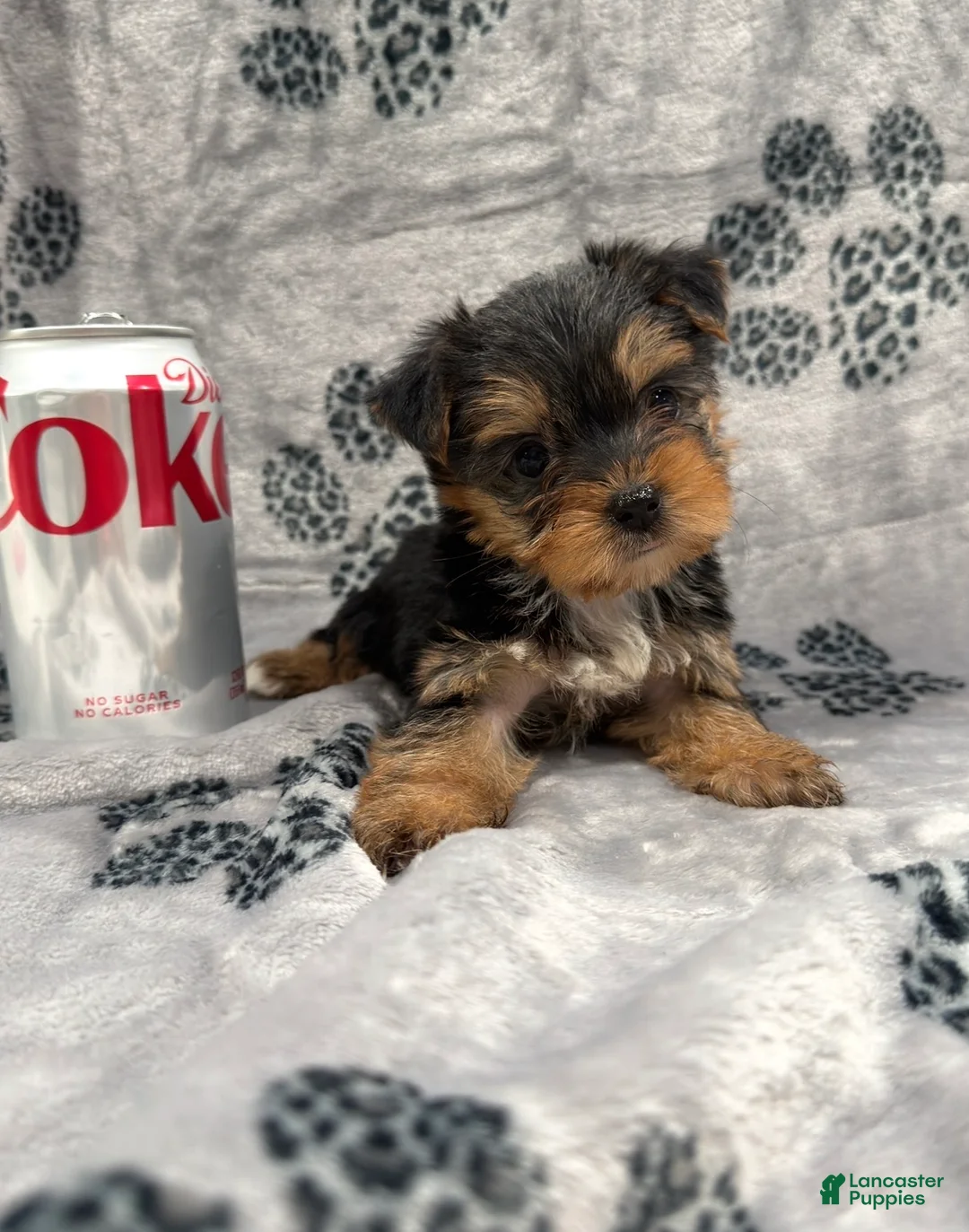 Yorkshire Terrier dogs for sale: Yorkshire Terrier 3 - Ad 1