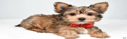 Yorkshire Terrier dogs for sale: Noah - Ad 2