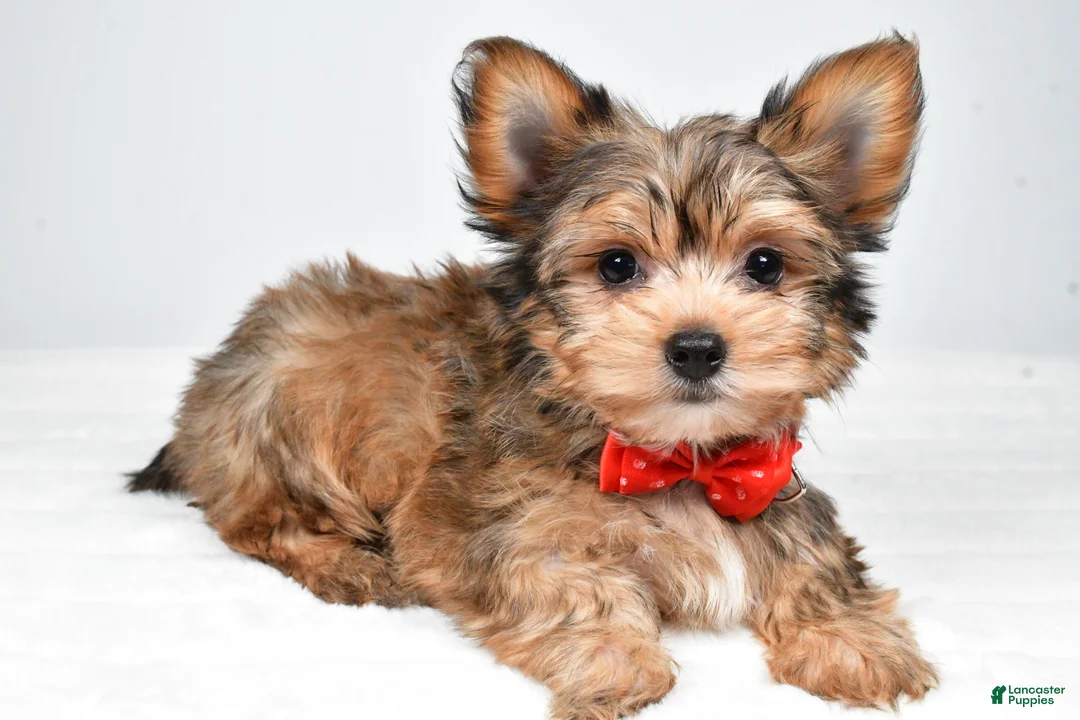 Yorkshire Terrier dogs for sale: Noah - Ad 2