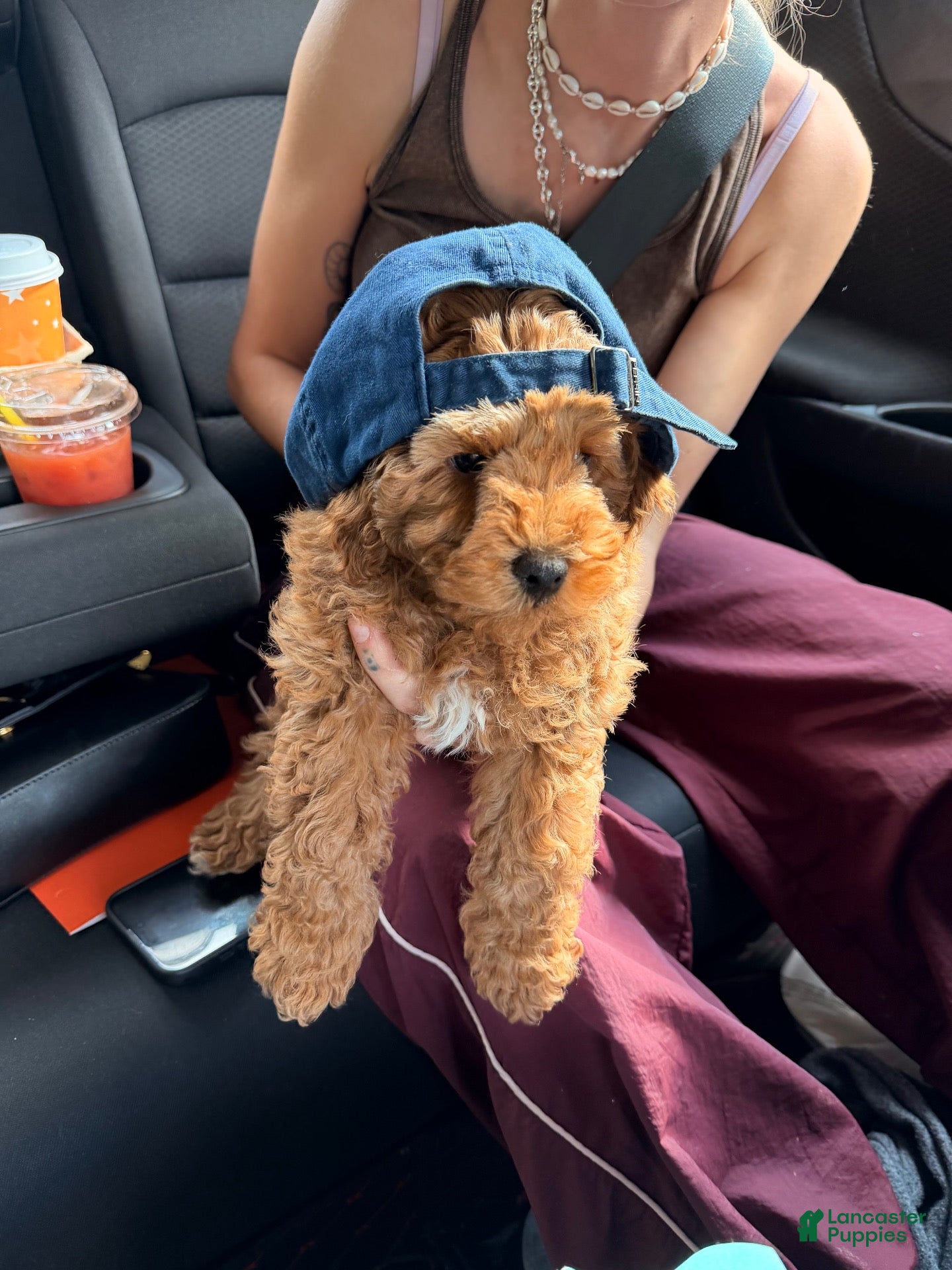 Toy Poodle dogs for sale: Wilbur - Ad 17