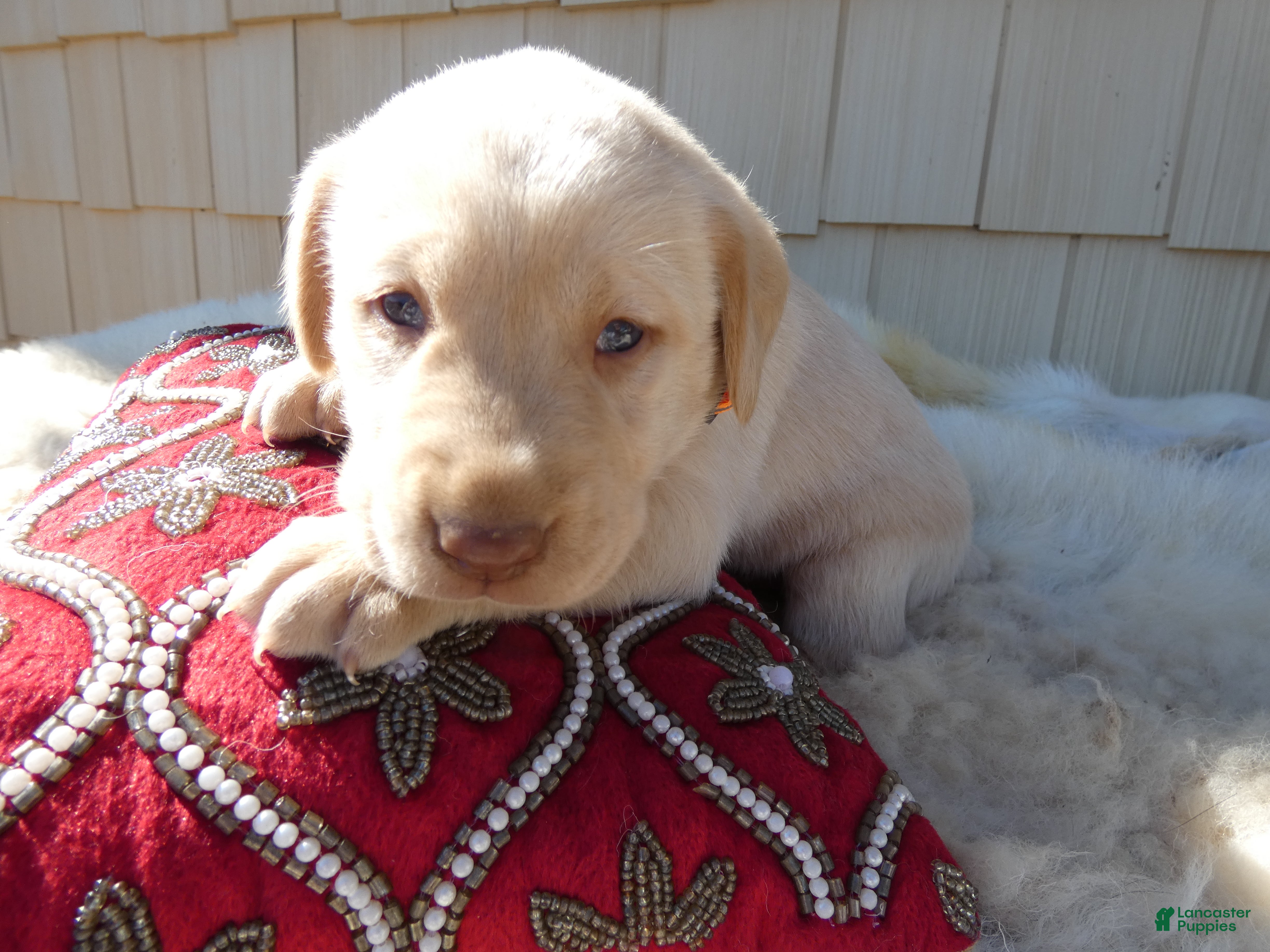 Labrador Retriever dogs for sale: Labrador Retriever 5 Rossford - Ad 1