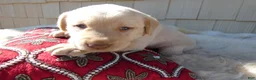 Labrador Retriever dogs for sale: Labrador Retriever 5 Rossford - Ad 1