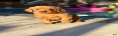 Golden Retriever 1