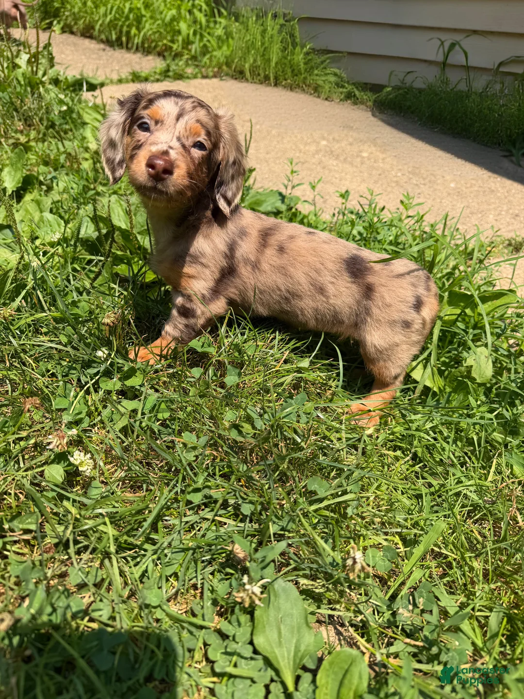 Dachshund dogs for sale: Dottie - Ad 13