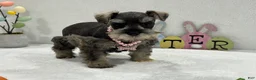 Miniature Schnauzer dogs for sale: Gypsy Female 1 - Ad 2