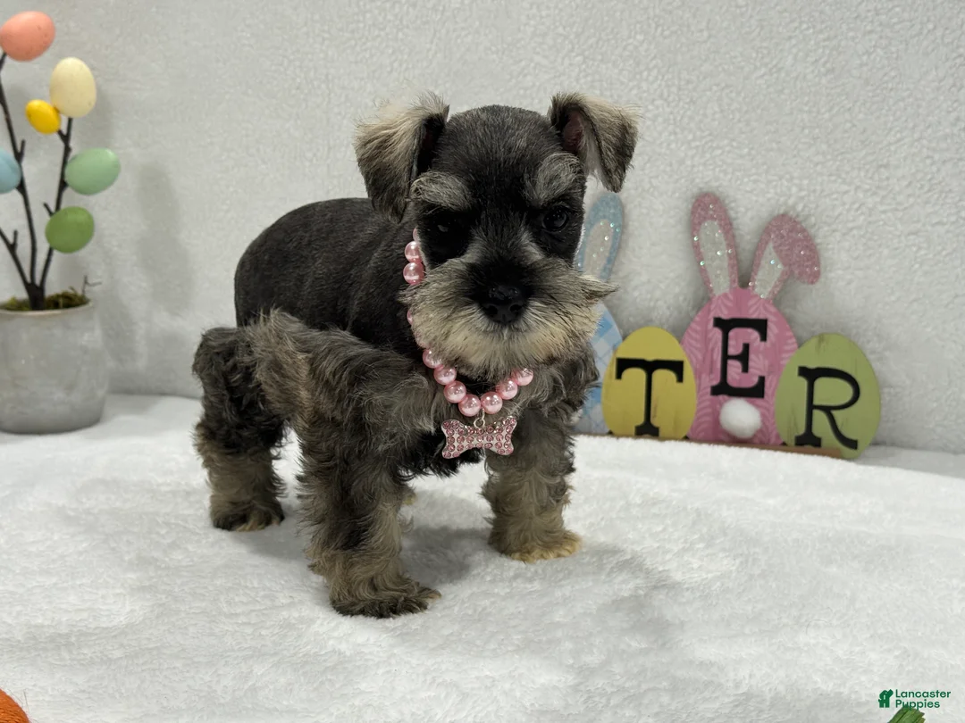 Miniature Schnauzer dogs for sale: Gypsy Female 1 - Ad 2