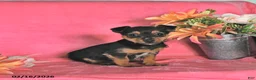Chorkie dogs for sale: Peanut  - Ad 1