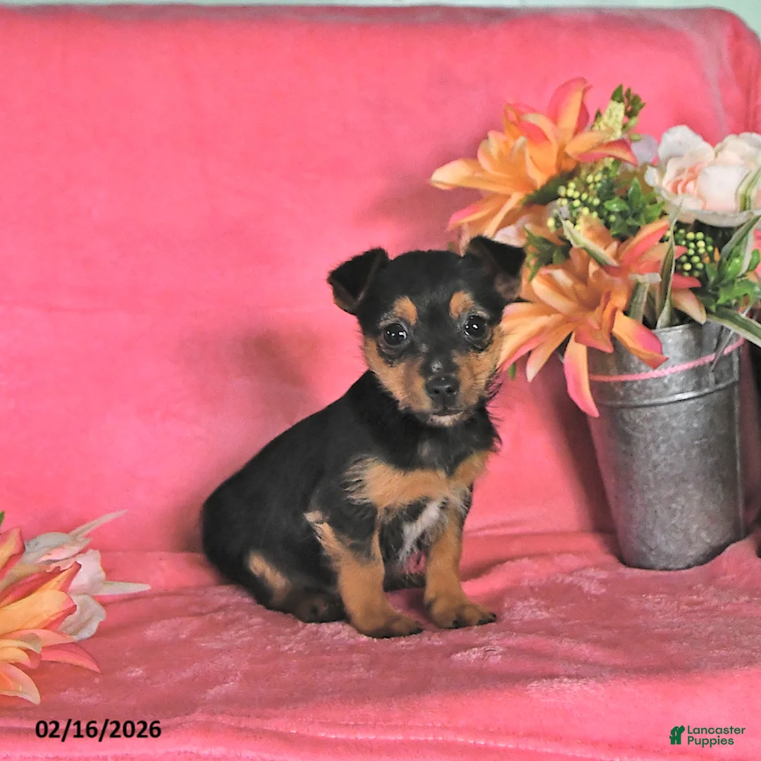 Chorkie dogs for sale: Peanut  - Ad 1