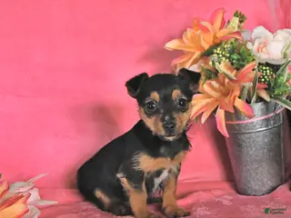 Chorkie dogs for sale: Peanut - Ad 2