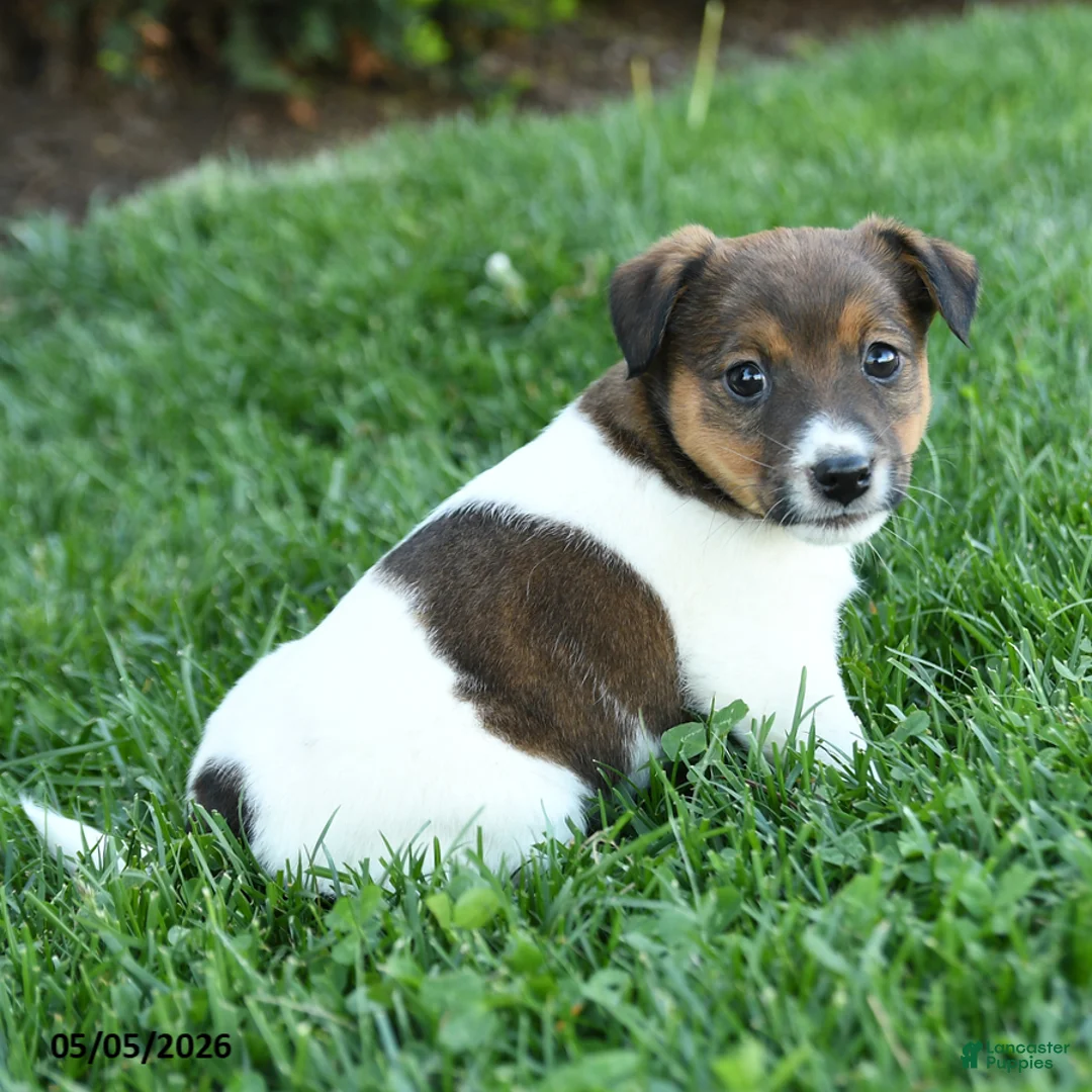 Jack Russell Terrier dogs for sale: Rowan - Ad 1
