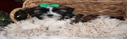 Shih Tzu dogs for sale: Pepper - Ad 3