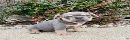 French Bulldog dogs for sale: Bella - Ad 5
