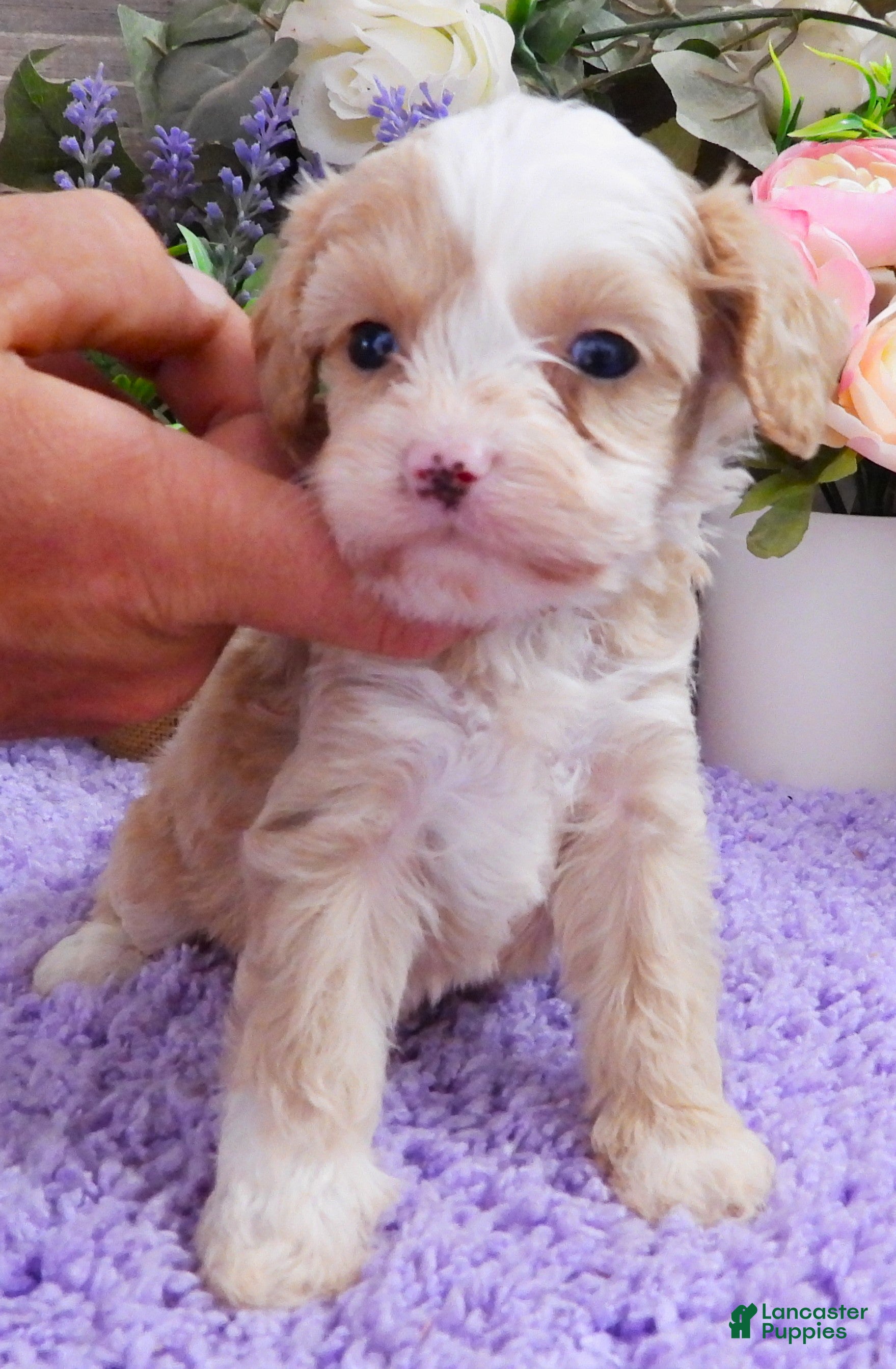 Cavapoo dogs #1 Female of Kate - Ad 13