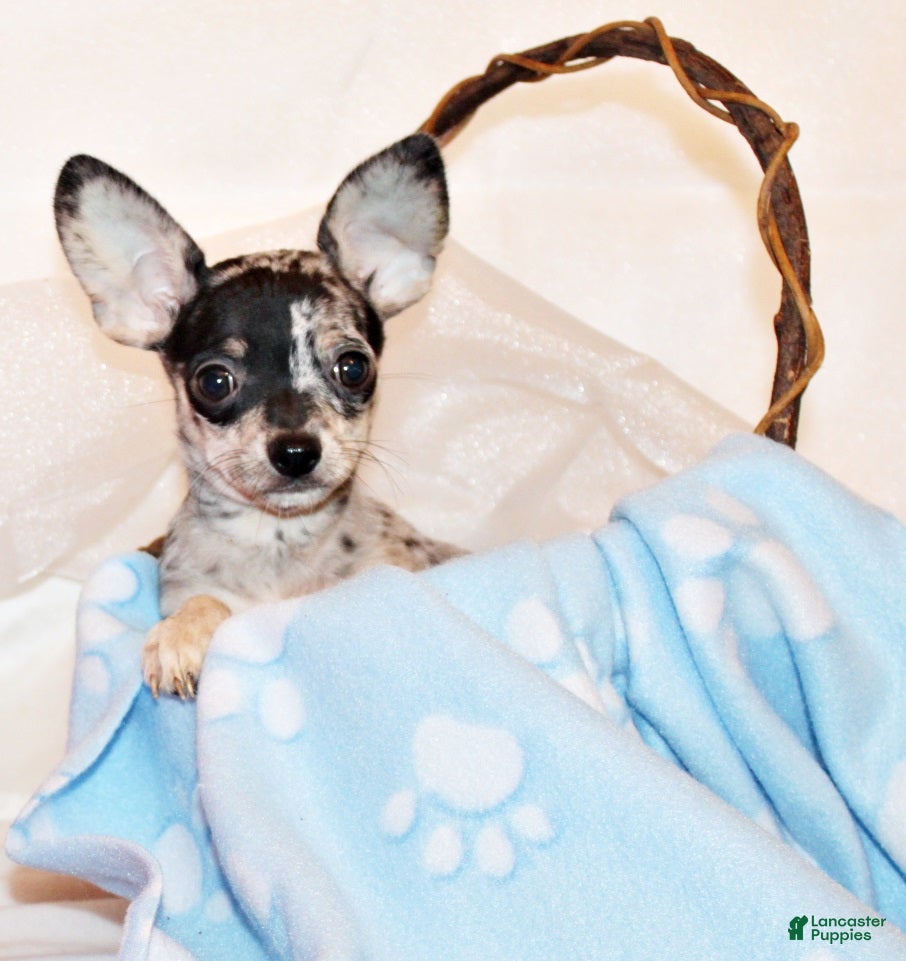 Chihuahua dogs Hawk - Ad 22