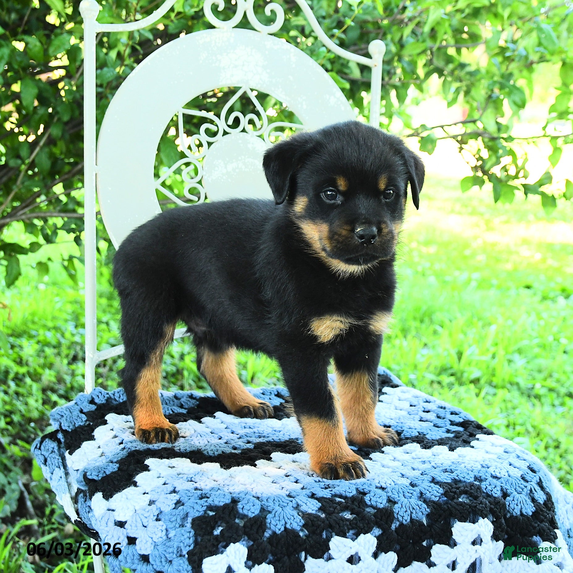 Rottweiler dogs Jason - Ad 1