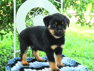 Rottweiler dogs for sale: Jason - Ad 4