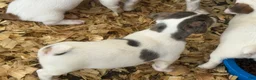 Jack Russell Terrier dogs for sale: Jack Russell Terrier 3 - Ad 3