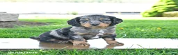 Mixed Breed dogs for sale: Buster - Ad 2