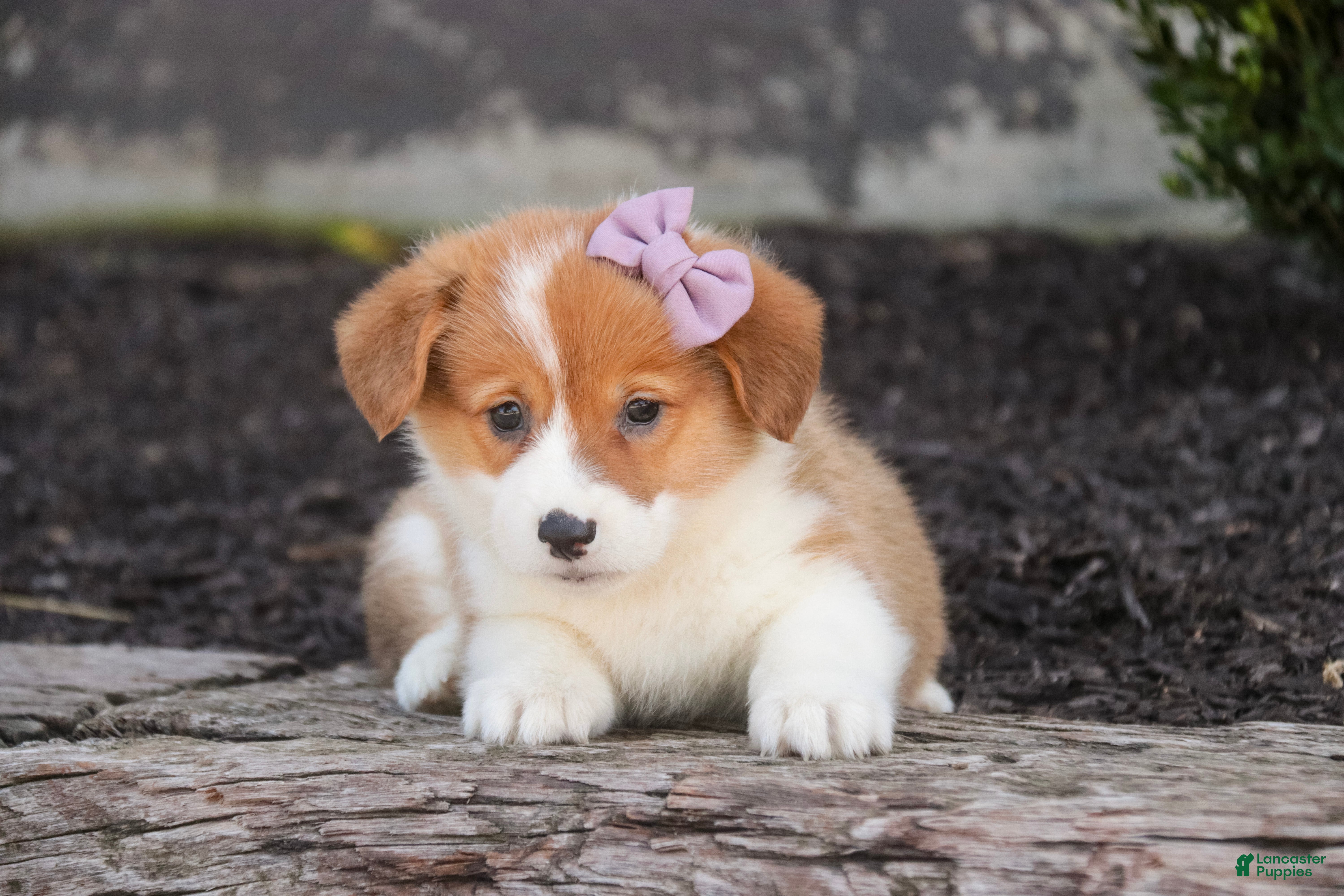 Welsh Corgi Pembroke dogs Mercy Welsh Corgi Pembroke  - Ad 1