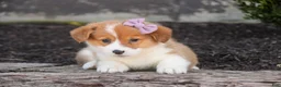 Welsh Corgi Pembroke dogs for sale: Mercy Welsh Corgi Pembroke  - Ad 1