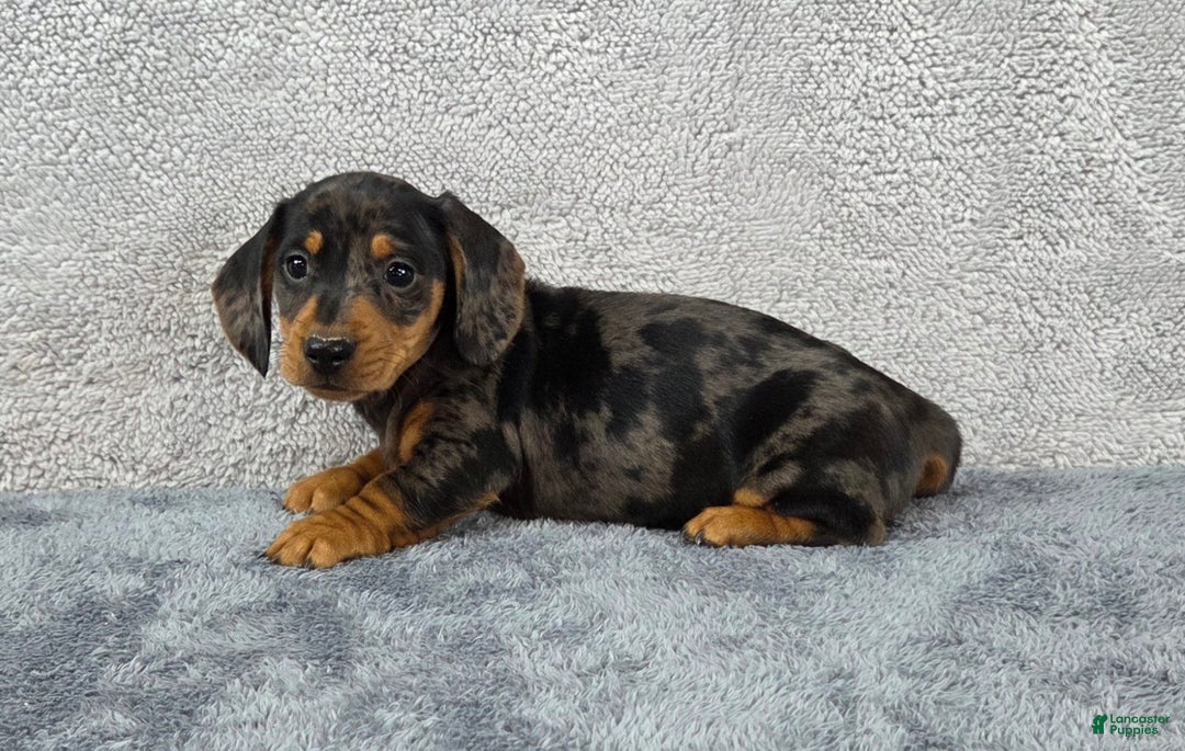 Miniature Dachshund dogs for sale: Oscar  - Ad 4