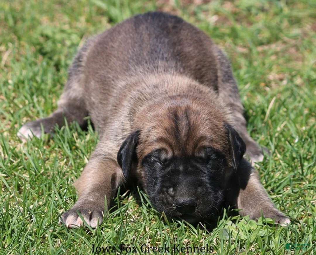 Mixed Breed dogs for sale: Beast - Ad 2