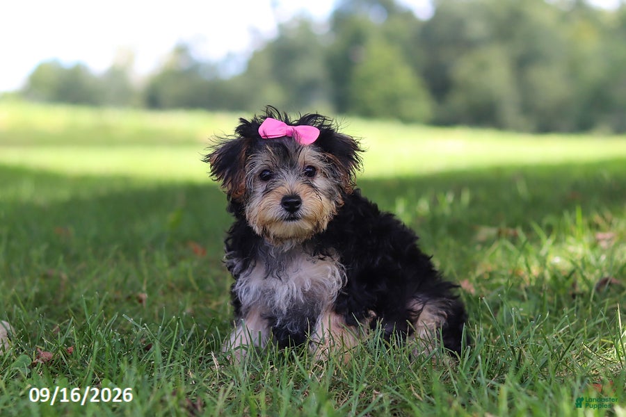 Yochon dogs Lilac - Ad 1