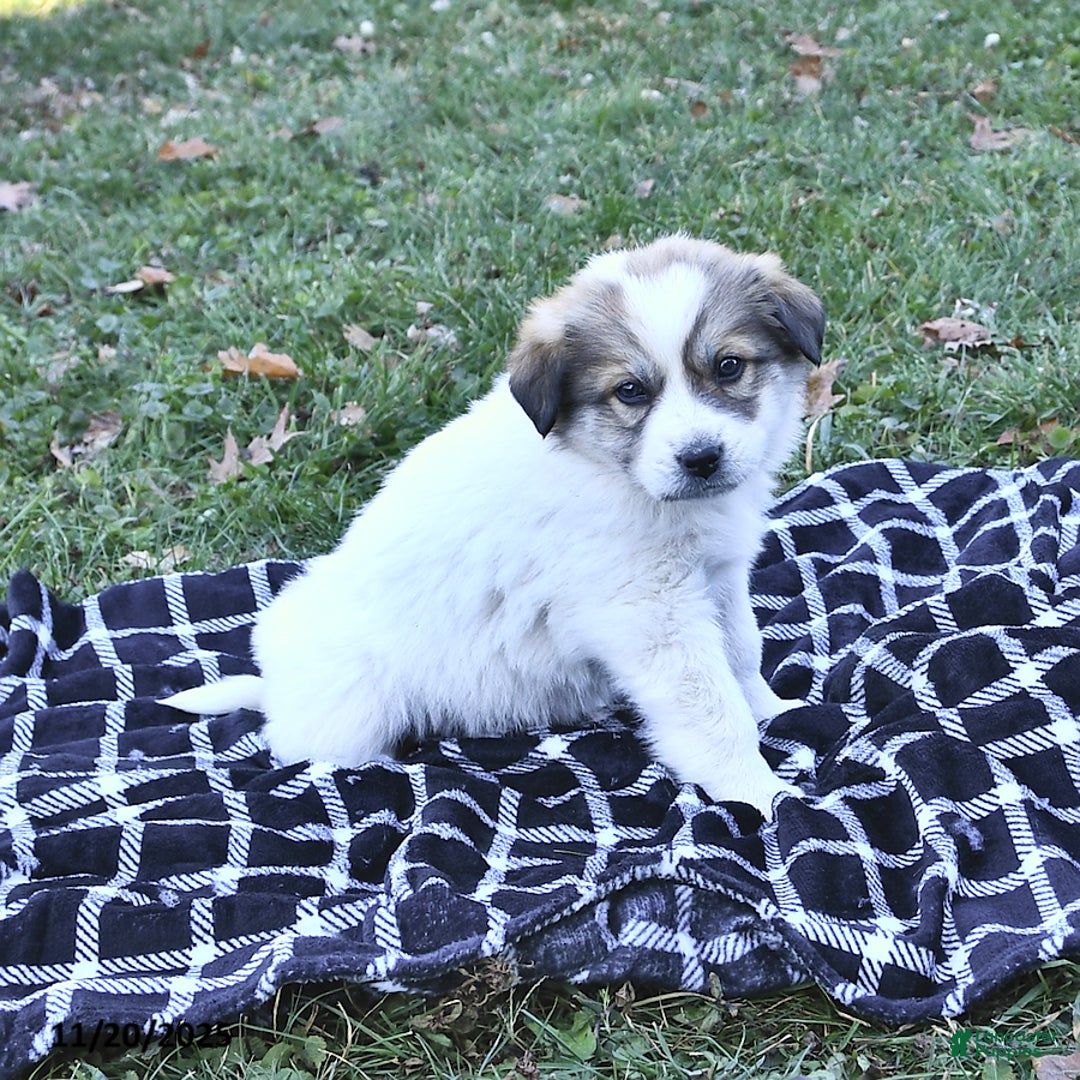 Great Pyrenees dogs for sale: Allie - Ad 8