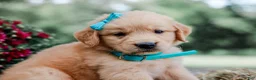 Golden Retriever dogs for sale: Ashton AKC Golden Retriever Pup - Ad 5