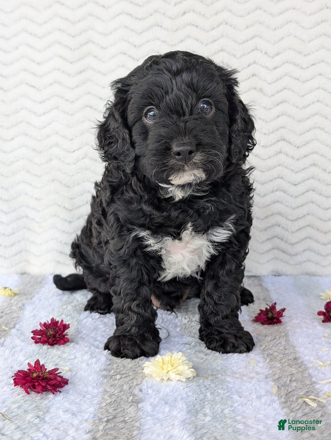 Cavapoo dogs for sale: Bodie - Ad 6