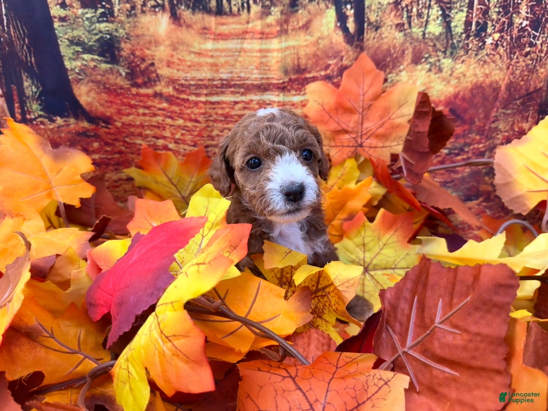 Mini Goldendoodle dogs for sale: Nashville - Ad 12