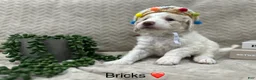 Goldendoodle dogs for sale: Bricks ❤️ - Ad 21