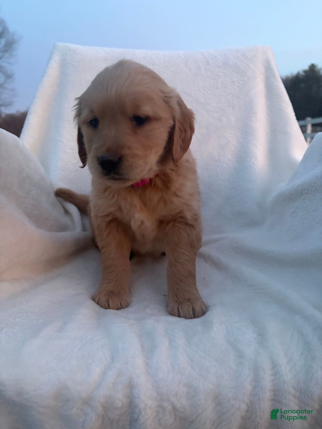 Golden Retriever dogs for sale: Riviera  - Ad 3