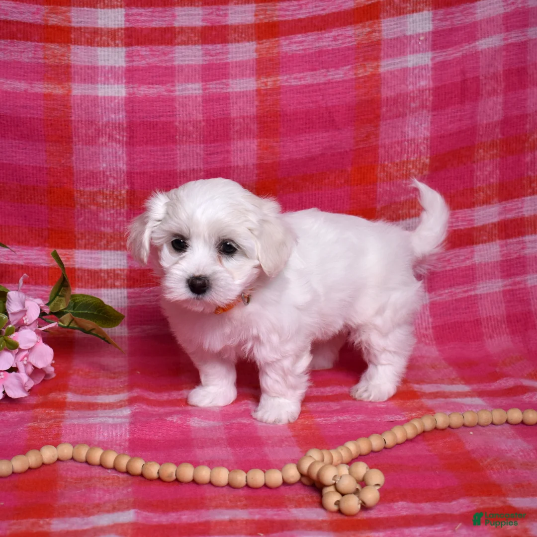 Coton De Tulear dogs for sale: Olivia  - Ad 3